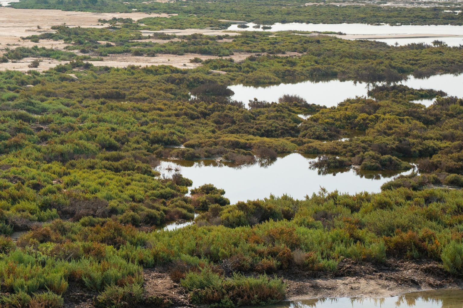 Al Thakira Mangroves