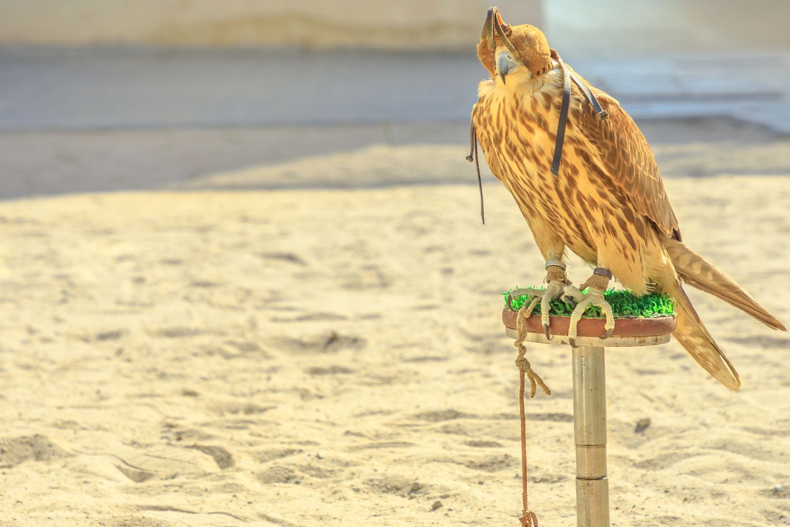 Falcon Souq